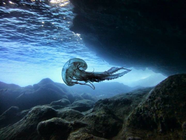 Medusa en el mar.jpg